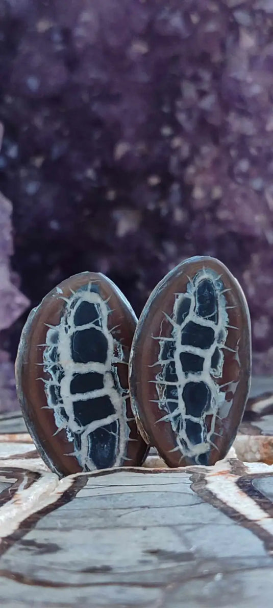 Succulentes ovales brun foncé avec motifs blancs craquelés et petites épines Maroc