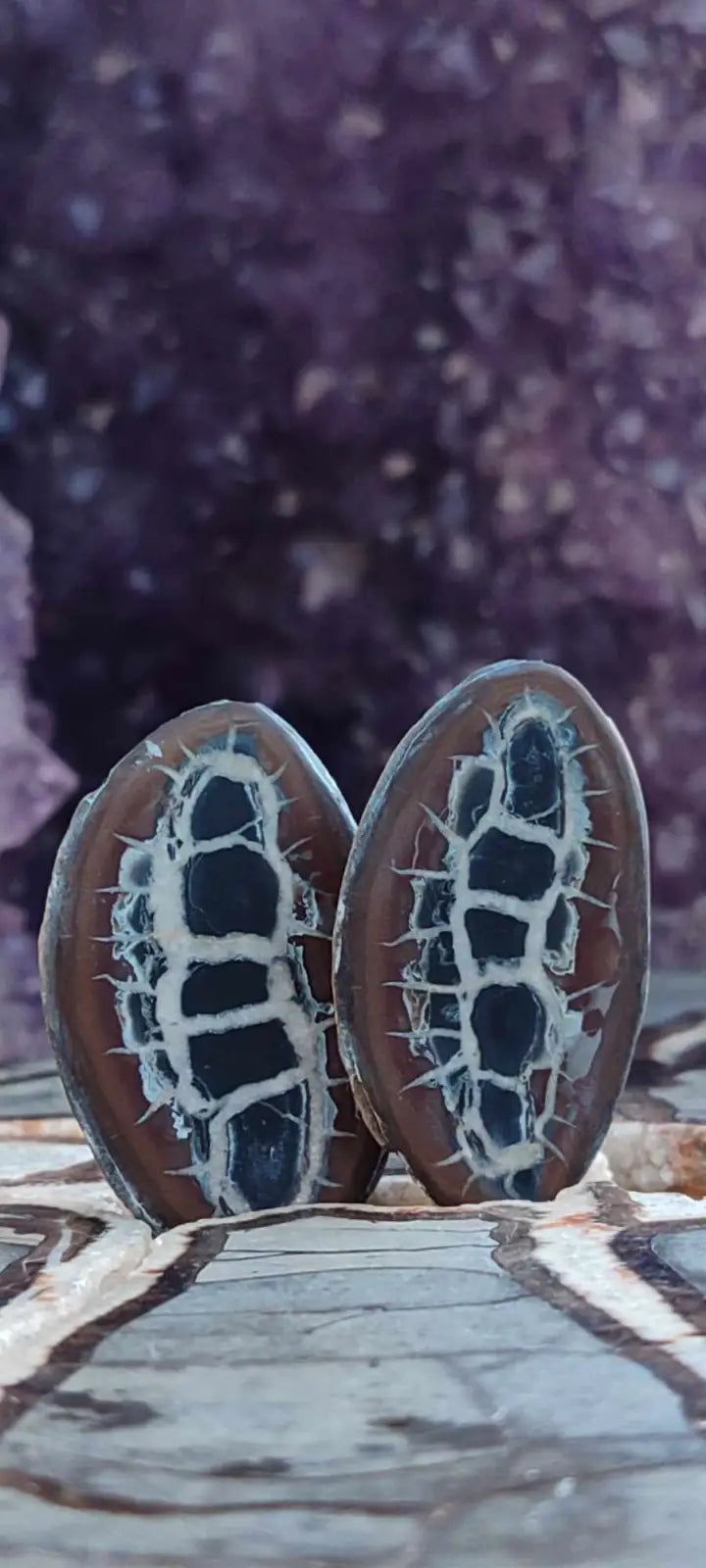 Succulentes ovales brun foncé avec motifs blancs craquelés et petites épines Maroc