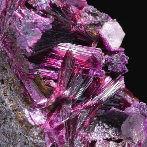 un gros plan d'une fleur rose et pourpre