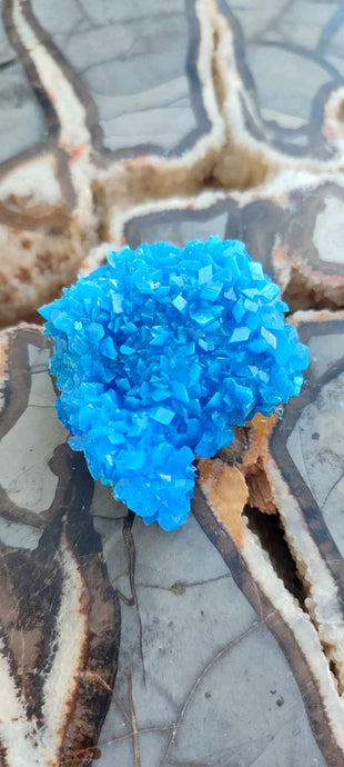 Chalcanthite de Pologne Grade A++++ Chalcanthite de Pologne Dans la besace du p'tit Poucet