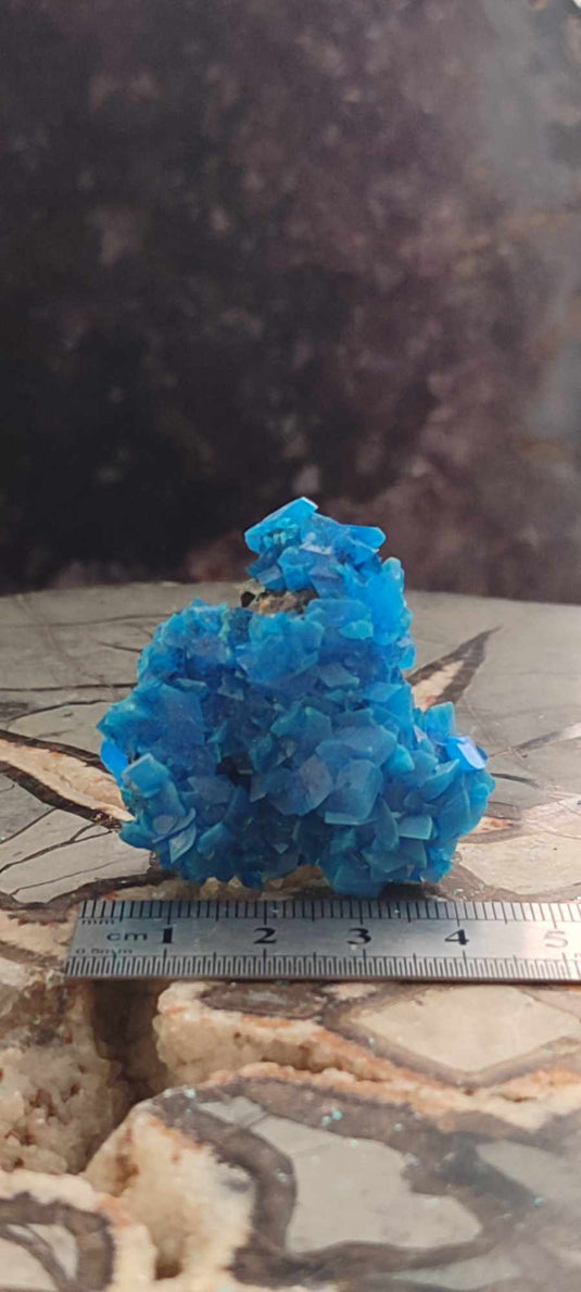 Chalcanthite de Pologne Grade A++++ Chalcanthite de Pologne Dans la besace du p'tit Poucet