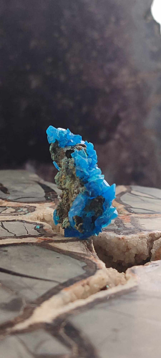 Chalcanthite de Pologne Grade A++++ Chalcanthite de Pologne Dans la besace du p'tit Poucet