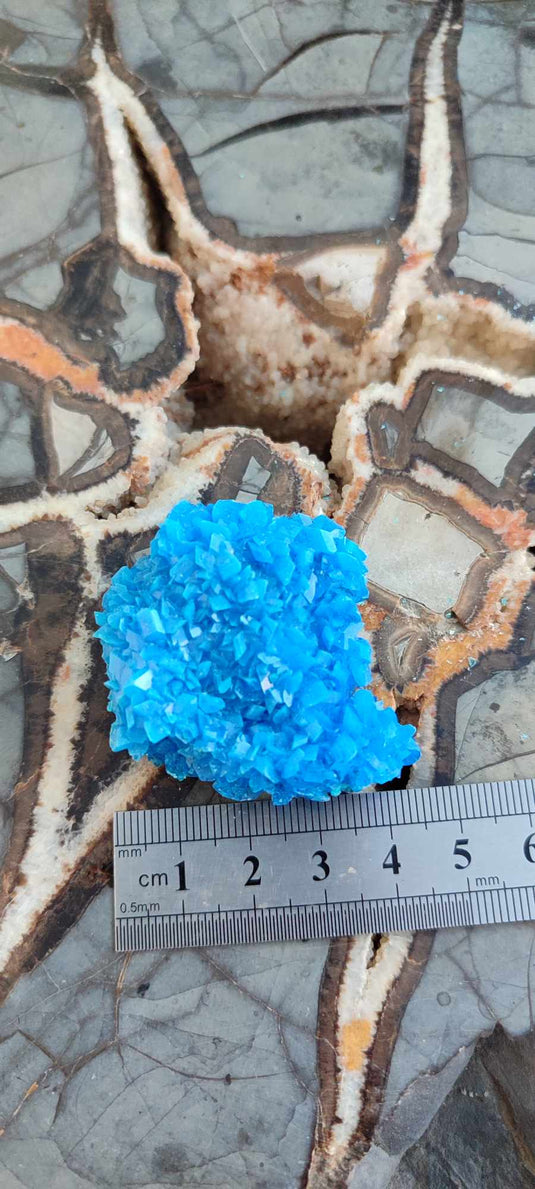 Chalcanthite de Pologne Grade A++++ Chalcanthite de Pologne Dans la besace du p'tit Poucet