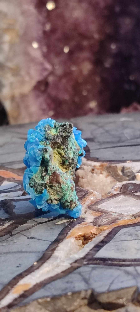 Chalcanthite de Pologne Grade A++++ Chalcanthite de Pologne Dans la besace du p'tit Poucet