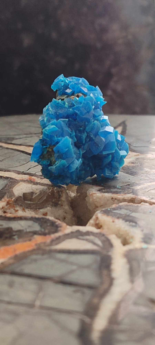 Chalcanthite de Pologne Grade A++++ Chalcanthite de Pologne Dans la besace du p'tit Poucet