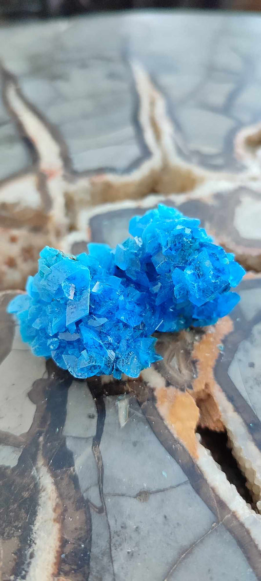 Chalcanthite de Pologne Grade A++++ Chalcanthite de Pologne Dans la besace du p'tit Poucet