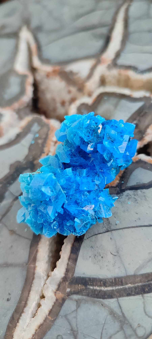 Chalcanthite de Pologne Grade A++++ Chalcanthite de Pologne Dans la besace du p'tit Poucet