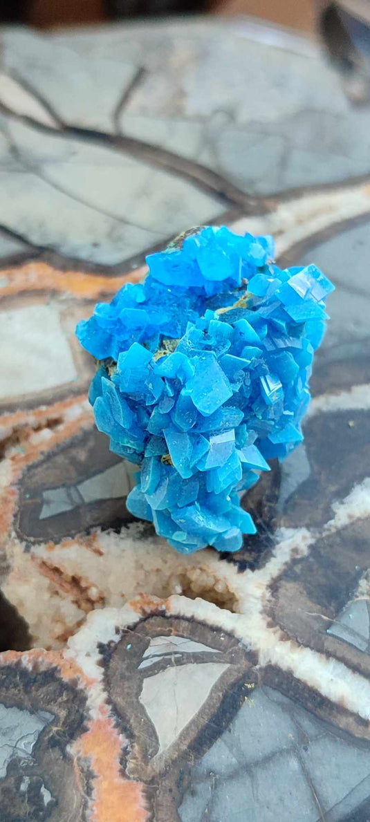 Chalcanthite de Pologne Grade A++++ Chalcanthite de Pologne Dans la besace du p'tit Poucet