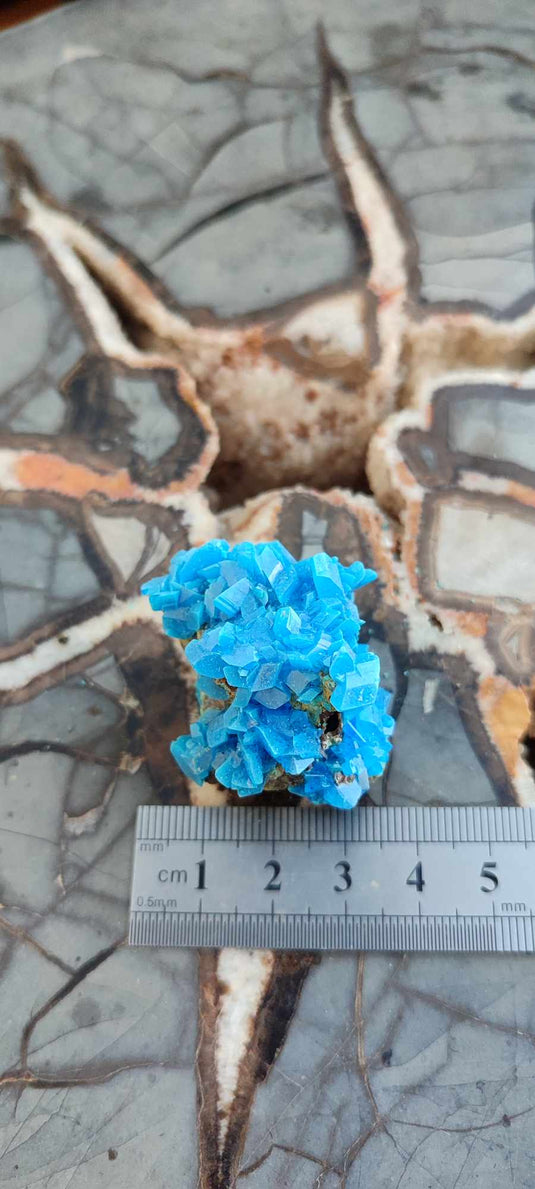 Chalcanthite de Pologne Grade A++++ Chalcanthite de Pologne Dans la besace du p'tit Poucet