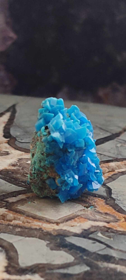 Chalcanthite de Pologne Grade A++++ Chalcanthite de Pologne Dans la besace du p'tit Poucet