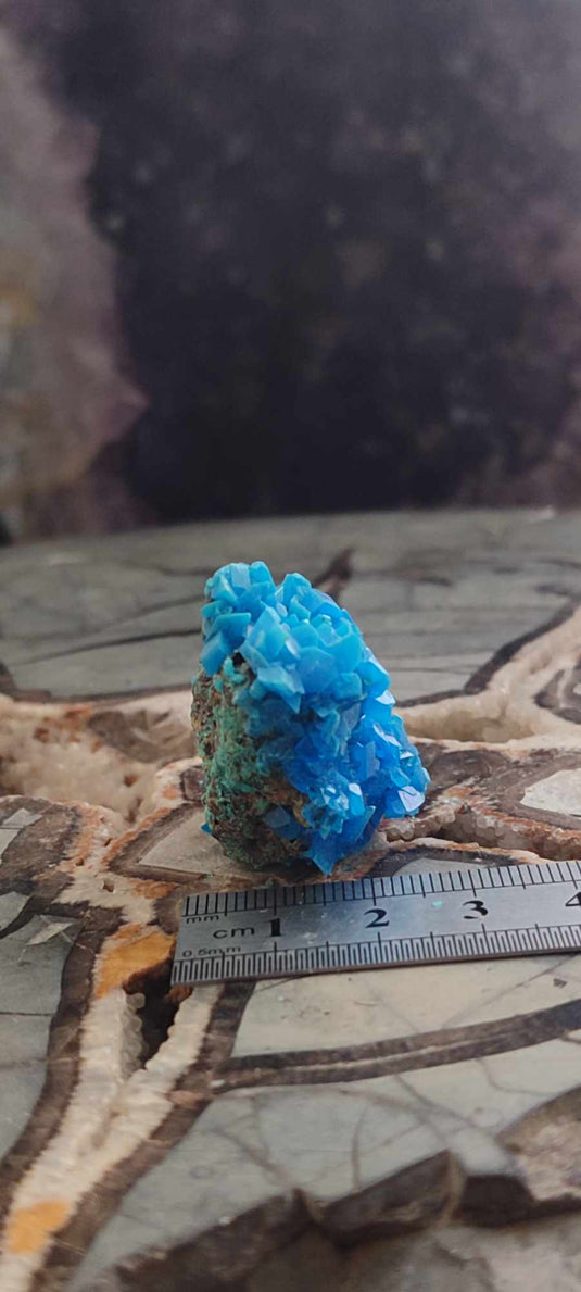 Chalcanthite de Pologne Grade A++++ Chalcanthite de Pologne Dans la besace du p'tit Poucet