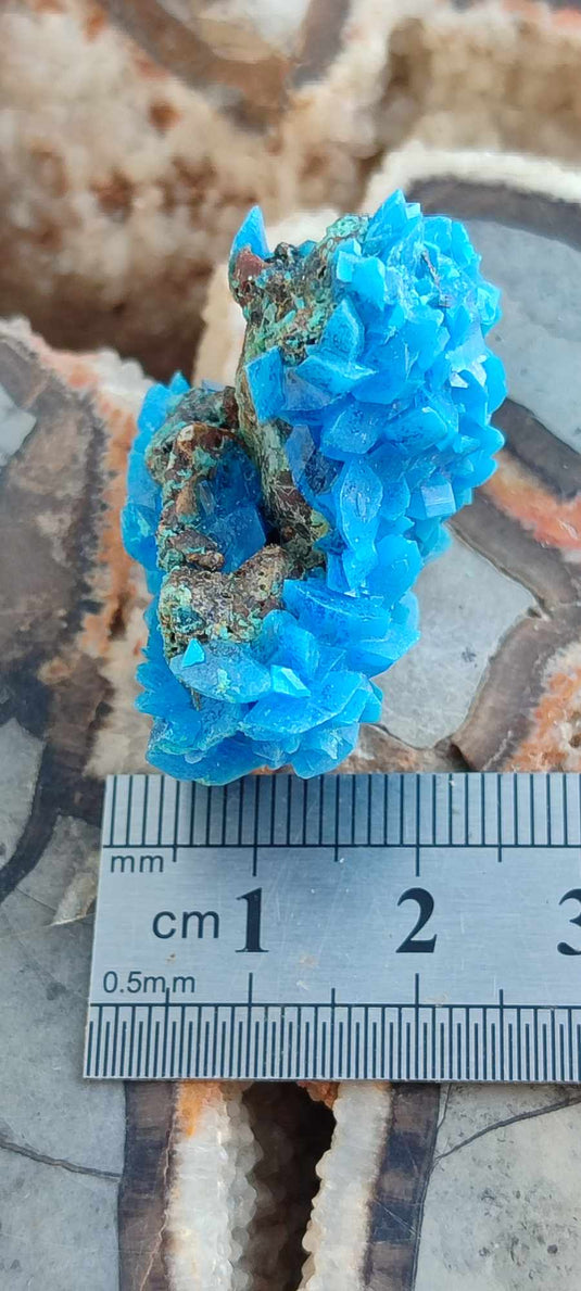 Chalcanthite de Pologne Grade A++++ Chalcanthite de Pologne Dans la besace du p'tit Poucet