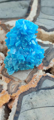 Chalcanthite de Pologne Grade A++++ Chalcanthite de Pologne Dans la besace du p'tit Poucet