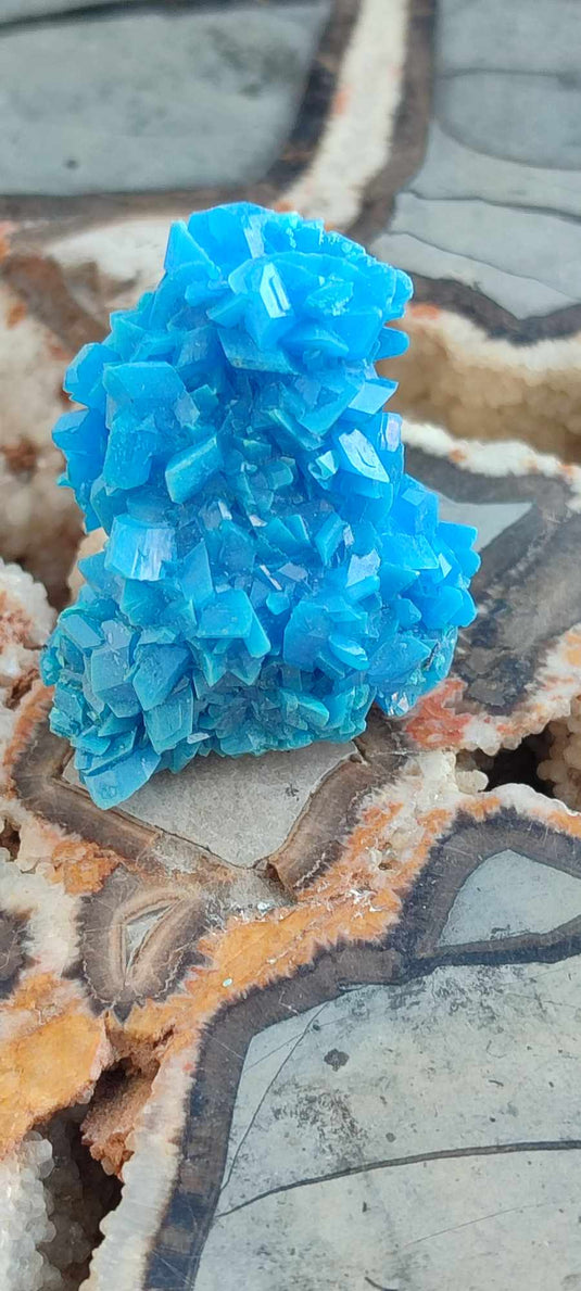 Chalcanthite de Pologne Grade A++++ Chalcanthite de Pologne Dans la besace du p'tit Poucet