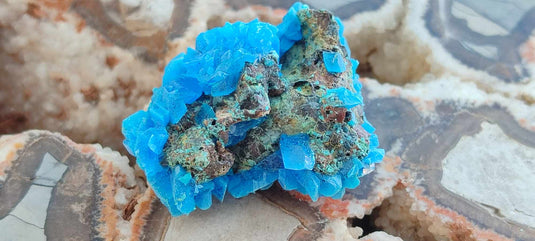 Chalcanthite de Pologne Grade A++++ Chalcanthite de Pologne Dans la besace du p'tit Poucet