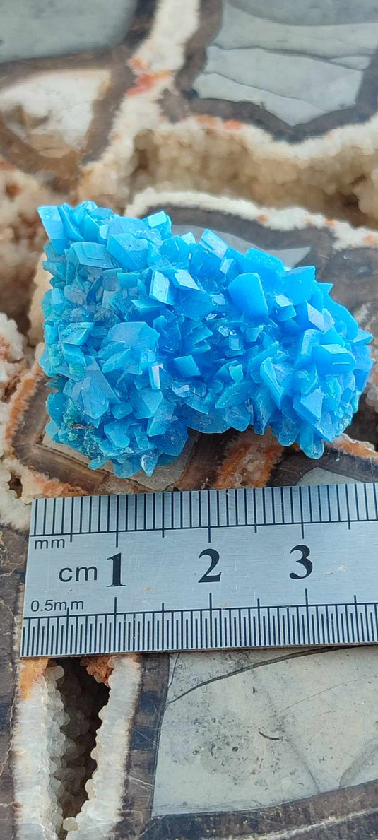 Chalcanthite de Pologne Grade A++++ Chalcanthite de Pologne Dans la besace du p'tit Poucet