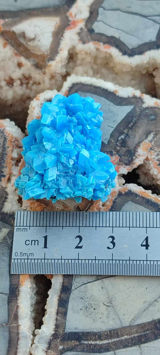 Chalcanthite de Pologne Grade A++++ Chalcanthite de Pologne Dans la besace du p'tit Poucet