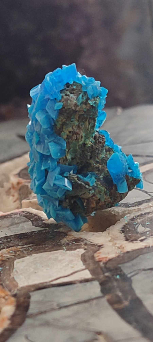 Chalcanthite de Pologne Grade A++++ Chalcanthite de Pologne Dans la besace du p'tit Poucet