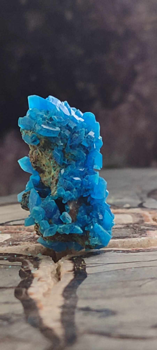 Chalcanthite de Pologne Grade A++++ Chalcanthite de Pologne Dans la besace du p'tit Poucet