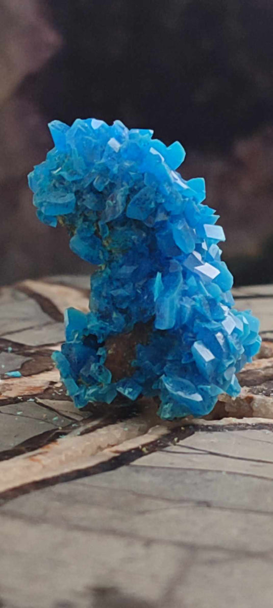 Chalcanthite de Pologne Grade A++++ Chalcanthite de Pologne Dans la besace du p'tit Poucet