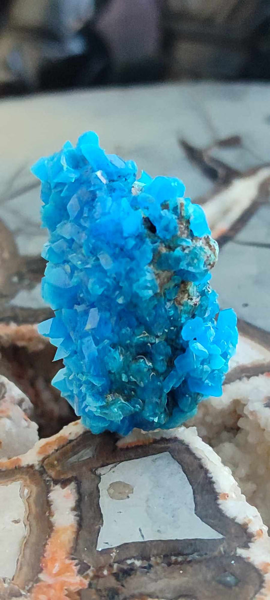 Chalcanthite de Pologne Grade A++++ Chalcanthite de Pologne Dans la besace du p'tit Poucet