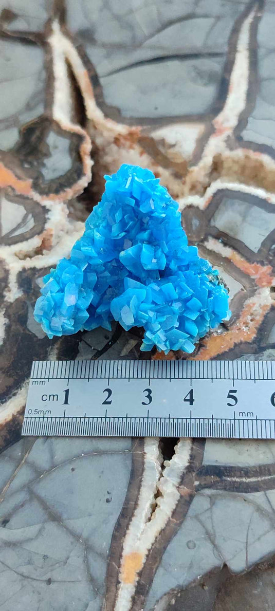 Chalcanthite de Pologne Grade A++++ Chalcanthite de Pologne Dans la besace du p'tit Poucet