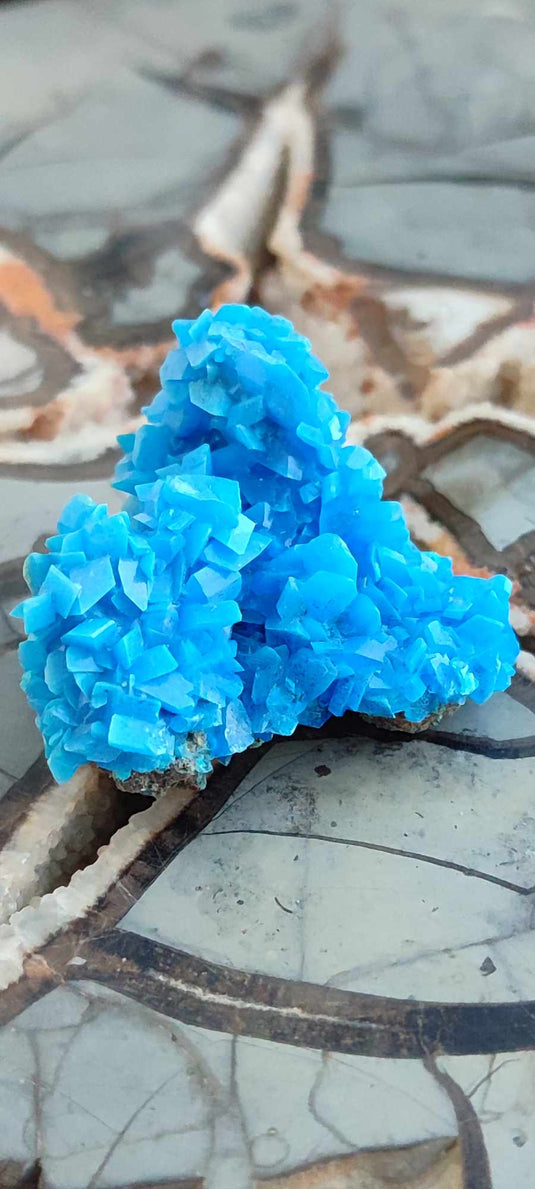 Chalcanthite de Pologne Grade A++++ Chalcanthite de Pologne Dans la besace du p'tit Poucet