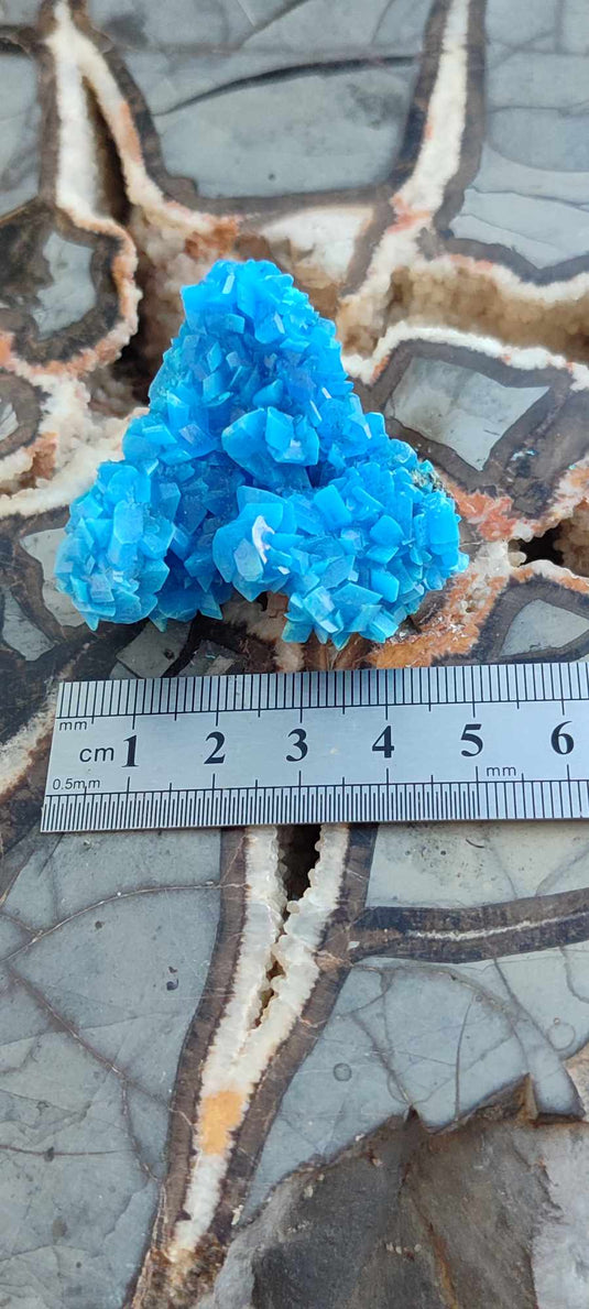 Chalcanthite de Pologne Grade A++++ Chalcanthite de Pologne Dans la besace du p'tit Poucet