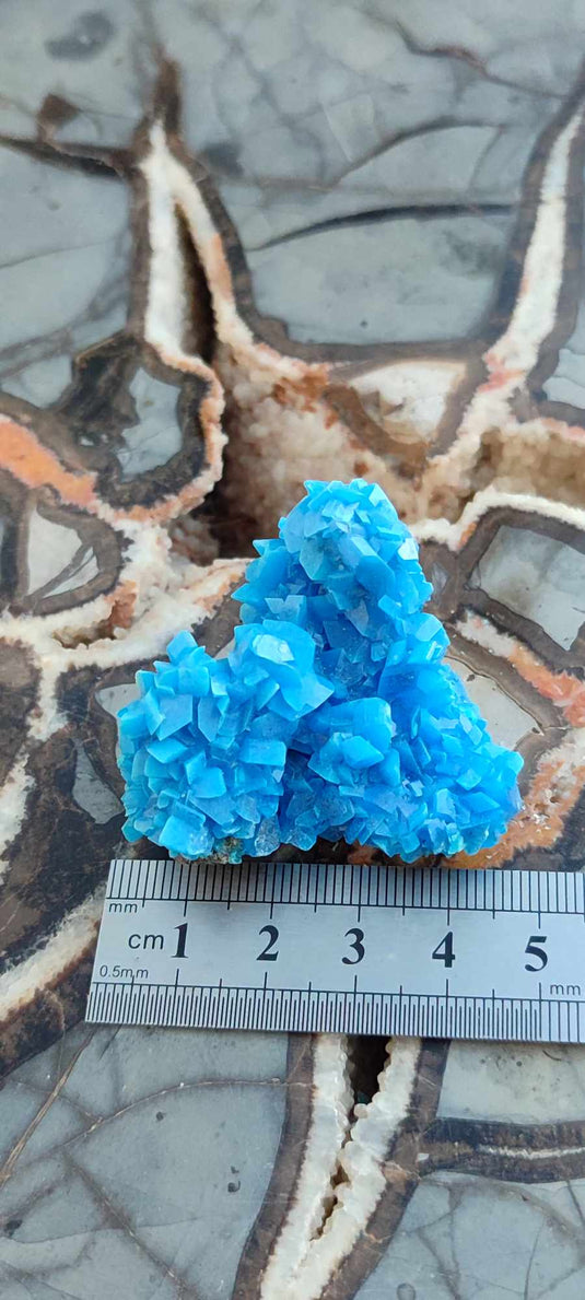 Chalcanthite de Pologne Grade A++++ Chalcanthite de Pologne Dans la besace du p'tit Poucet