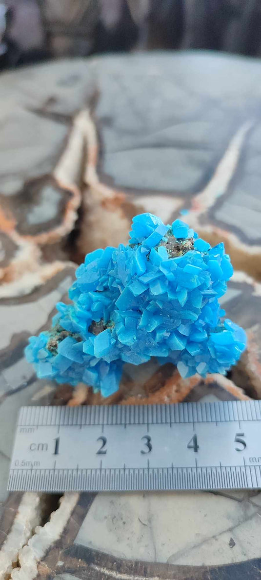 Chalcanthite de Pologne Grade A++++ Chalcanthite de Pologne Dans la besace du p'tit Poucet