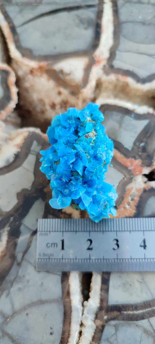 Chalcanthite de Pologne Grade A++++ Chalcanthite de Pologne Dans la besace du p'tit Poucet