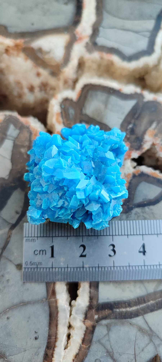 Chalcanthite de Pologne Grade A++++ Chalcanthite de Pologne Dans la besace du p'tit Poucet