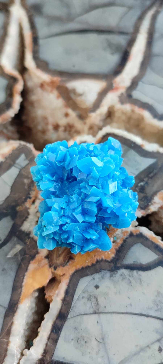 Chalcanthite de Pologne Grade A++++ Chalcanthite de Pologne Dans la besace du p'tit Poucet