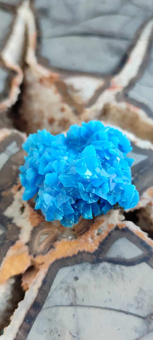 Chalcanthite de Pologne Grade A++++ Chalcanthite de Pologne Dans la besace du p'tit Poucet