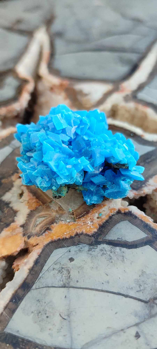 Chalcanthite de Pologne Grade A++++ Chalcanthite de Pologne Dans la besace du p'tit Poucet