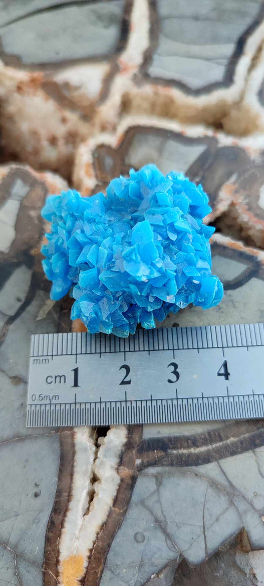 Chalcanthite de Pologne Grade A++++ Chalcanthite de Pologne Dans la besace du p'tit Poucet