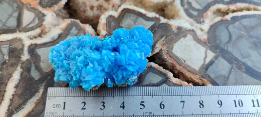 Chalcanthite de Pologne Grade A++++ Chalcanthite de Pologne Dans la besace du p'tit Poucet