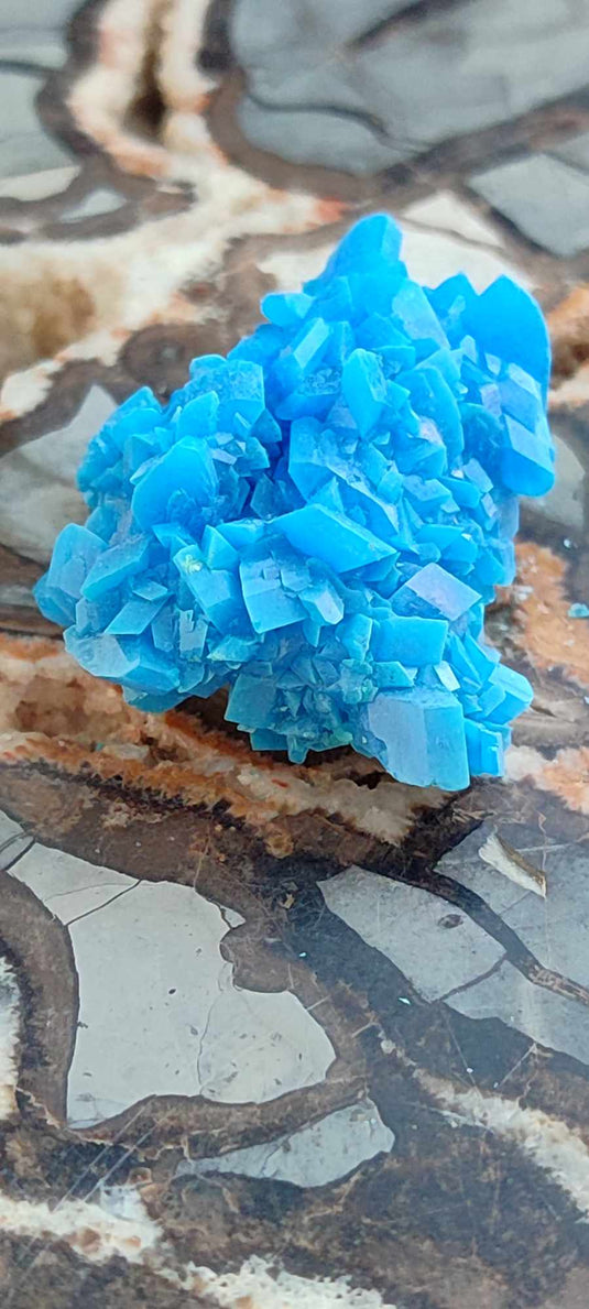 Chalcanthite de Pologne Grade A++++ Chalcanthite de Pologne Dans la besace du p'tit Poucet