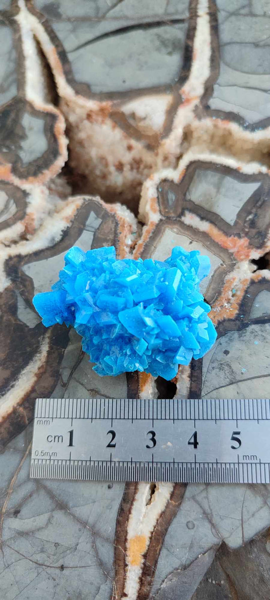 Chalcanthite de Pologne Grade A++++ Chalcanthite de Pologne Dans la besace du p'tit Poucet