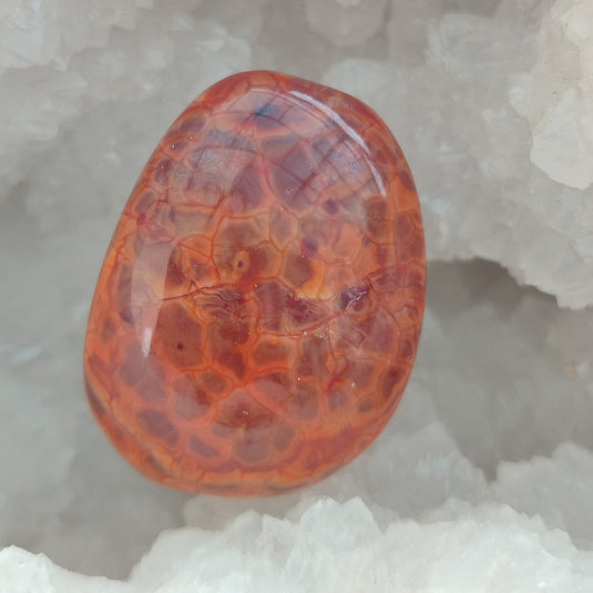 Agate Peau de Serpent N1, de l'Oregon : Pierre roulée, vue de face dans géode de Quartz