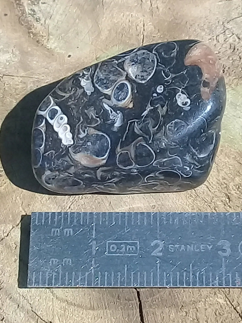 Carica immagine in Galleria Viewer, Agate Turritelles fossile Grade A ++++ Agate Turitelles fossile Dans la besace du p&#39;tit Poucet...   
