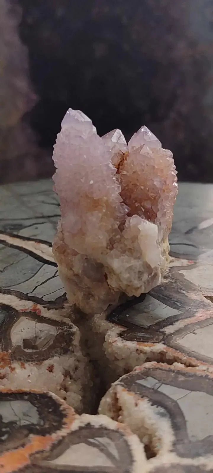 Load image into Gallery viewer, Améthyste cactus/ Améthyste esprit d’Afrique du sud - Grade Premium Améthyste cactus du Brésil
