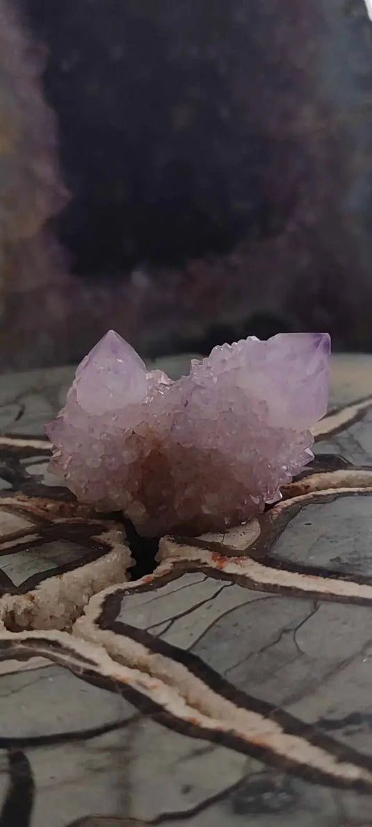 Améthyste cactus/ Améthyste esprit d’Afrique du sud - Grade Premium Améthyste cactus du Brésil