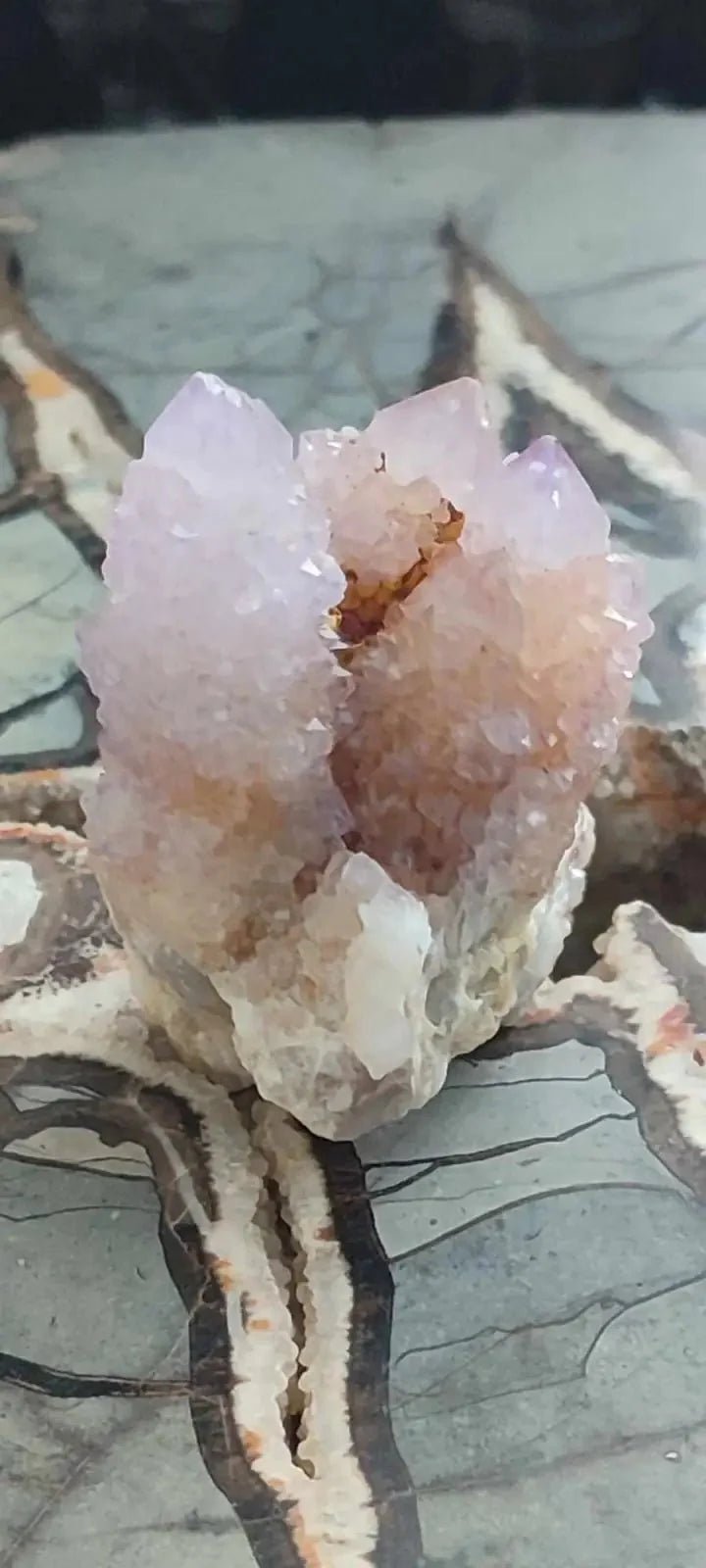 Load image into Gallery viewer, Améthyste cactus/ Améthyste esprit d’Afrique du sud - Grade Premium Améthyste cactus du Brésil
