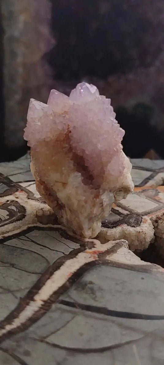 Améthyste cactus/ Améthyste esprit d’Afrique du sud - Grade Premium Améthyste cactus du Brésil