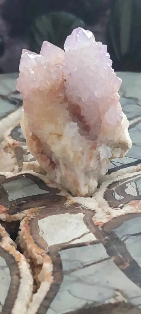 Améthyste cactus/ Améthyste esprit d’Afrique du sud - Grade Premium Améthyste cactus du Brésil