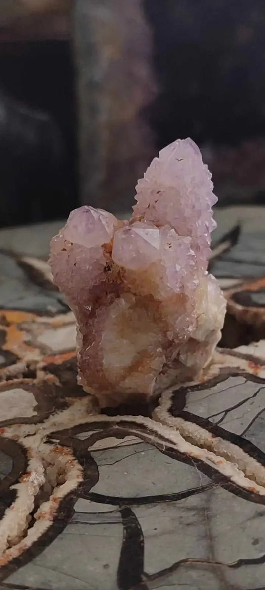 Améthyste cactus/ Améthyste esprit d’Afrique du sud - Grade Premium Améthyste cactus du Brésil