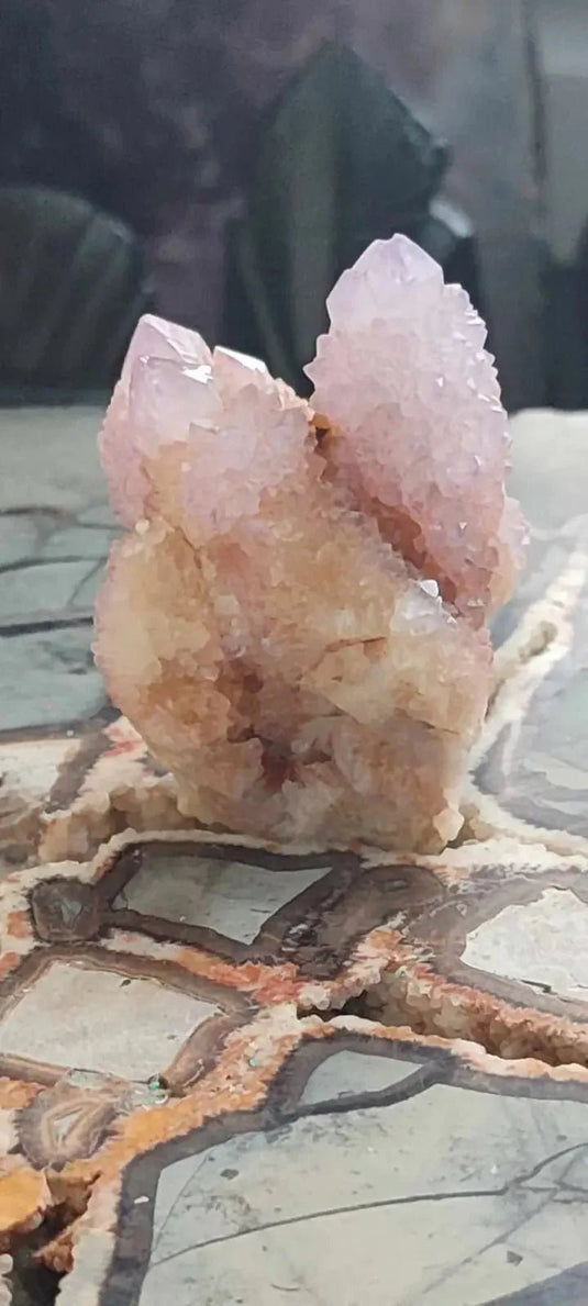 Améthyste cactus/ Améthyste esprit d’Afrique du sud - Grade Premium Améthyste cactus du Brésil