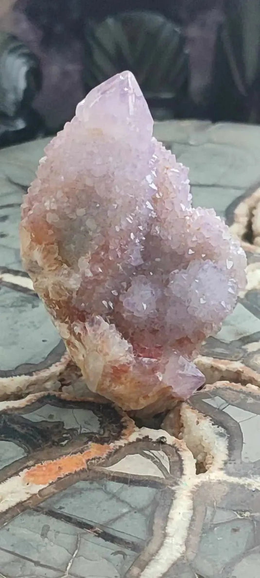 Améthyste cactus/ Améthyste esprit d’Afrique du sud - Grade Premium Améthyste cactus du Brésil