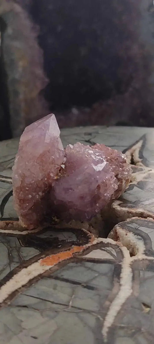 Améthyste cactus/ Améthyste esprit d’Afrique du sud - Grade Premium Améthyste cactus du Brésil